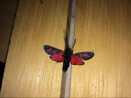 Zygaena filipendulae